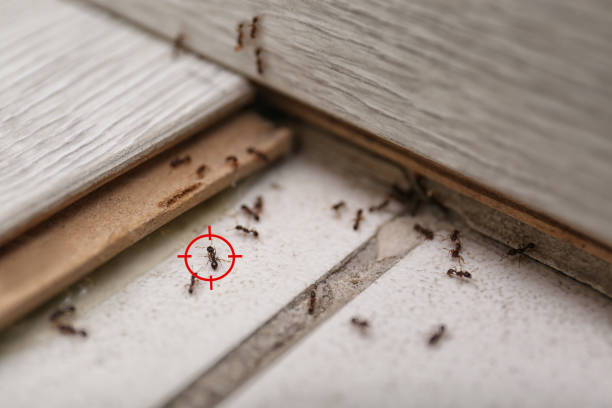 Best Commercial Pest Control Services  in Shavano Park, TX