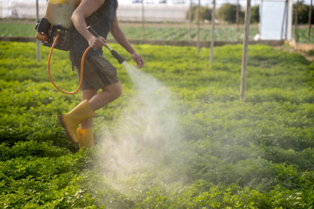 Best Pest Inspection Near Me  in Shavano Park, TX