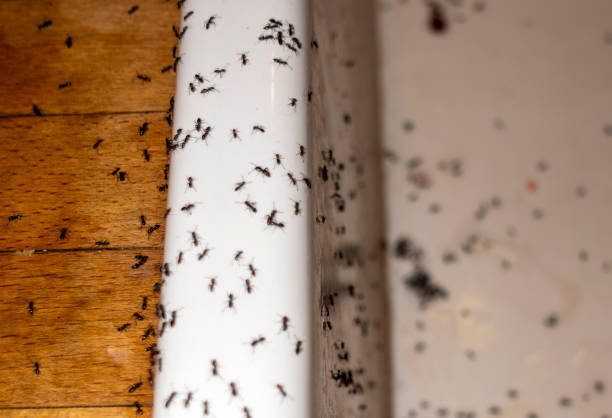Best Pest Removal Services  in Shavano Park, TX