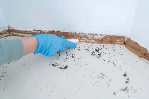 Insect Control in Shavano Park, TX